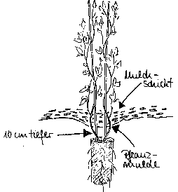 gartentipps mai clematis pflanzen