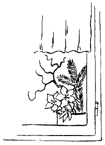 Zauberhafte Christrosen