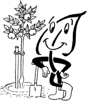 Obstbäume im Topf richtig pflanzen