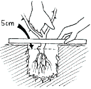 Richtige Pflanztiefe