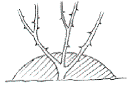 Anhäufeln nicht vergessen