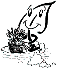 Stauden richtig pflanzen