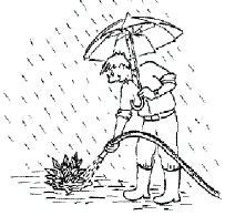 Stauden richtig wässern