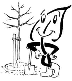 Wurzelnackte Obstbäume richtig pflanzen