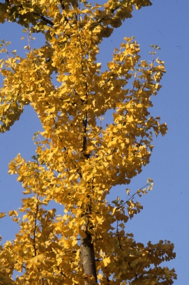 Ginkgo