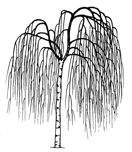 Betula pendula 'Youngii'