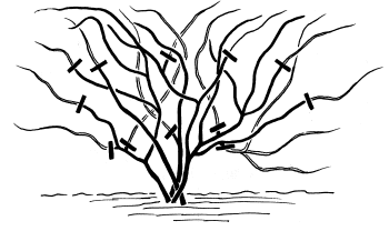 Kleinblumige Wildarten