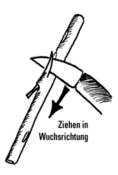 Rosen veredeln - Auge schneiden