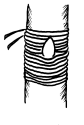 Rosen veredeln - Verbinden