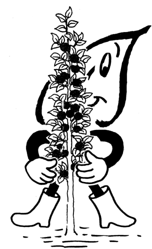 Säulenobst - Pflanzung, Schnitt und Pflege