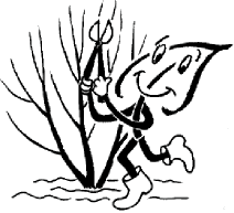 Pflanzanleitung für Gehölze