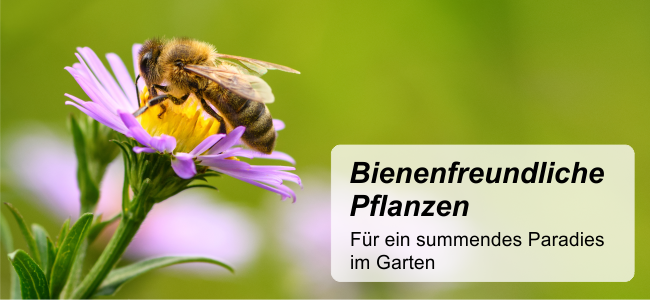 Bienenfreundliche Pflanzen