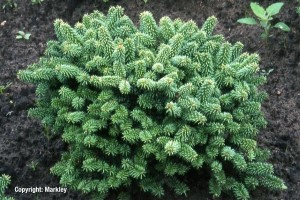 Abies balsamea 'Nana'