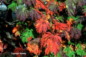 Acer japonicum 'Aconitifolium'