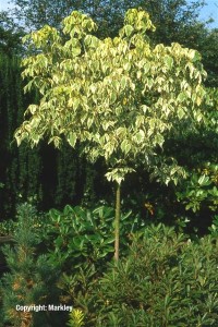 Acer negundo 'Aureovariegatum'