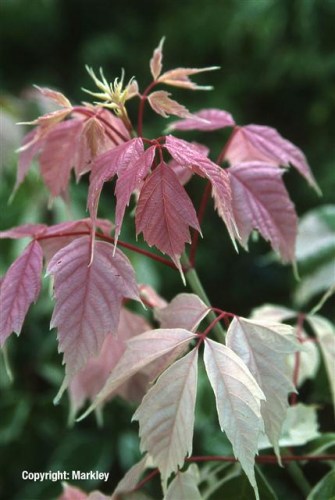 Acer negundo 'Flamingo'
