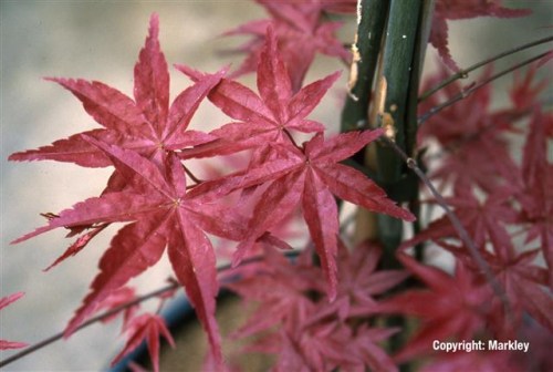 Acer palmatum 'Beni-maiko'