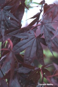 Acer palmatum 'Bloodgood'