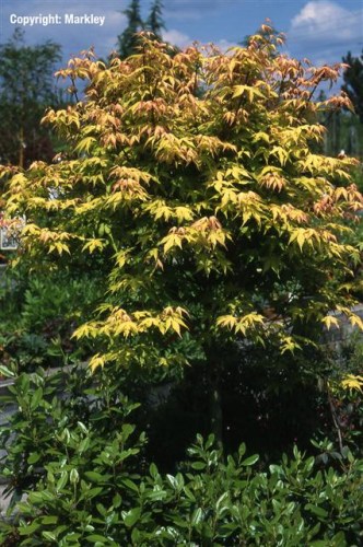 Acer palmatum 'Katsura'