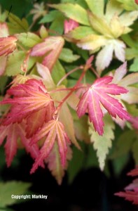 Acer palmatum 'Orange Dream'
