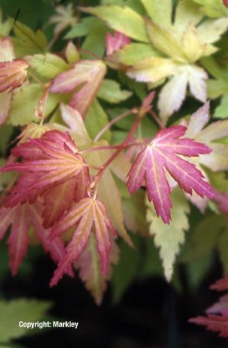 Acer palmatum 'Orange Dream'