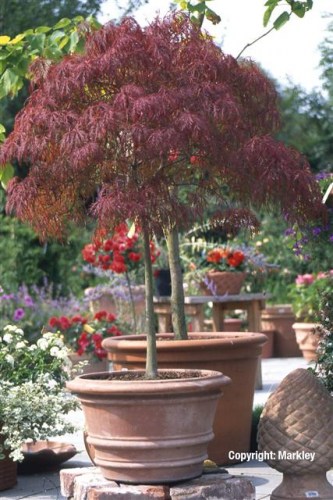 Acer palmatum 'Ornatum' ('Dissectum Atropurpureum')