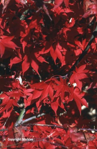 Acer palmatum 'Osakazuki'