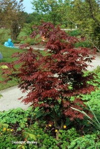 Acer palmatum 'Trompenburg'