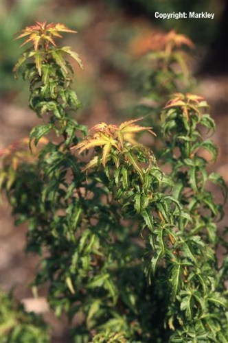 Acer palmatum 'Wilson's Pink Dwarf'