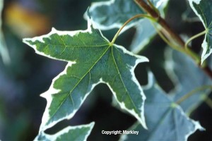 Acer platanoides 'Drummondii'