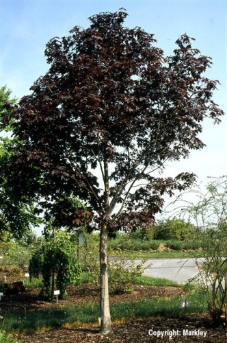 Acer platanoides 'Royal Red'