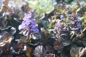 Keine Abbildung zugeordnet 