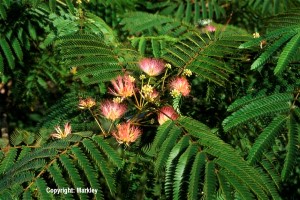 Albizia julibrissin