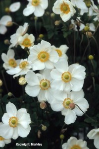 Anemone japonica 'Honorine Jobert'