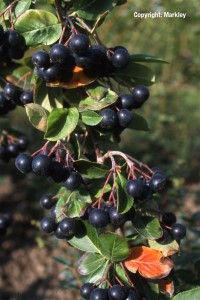Aronia prunifolia 'Nero'