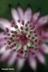 Astrantia major 'Rosea'