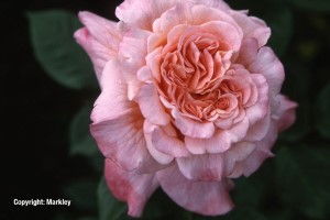 Rosa 'Augusta Luise' -R-