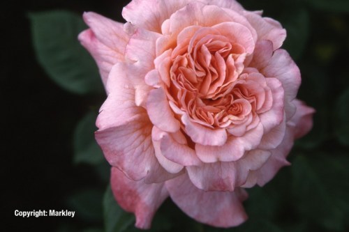Rosa 'Augusta Luise' -R-