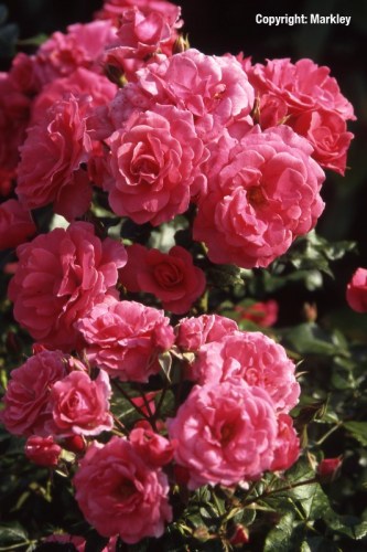 Rosa 'Bad Birnbach'  -R-