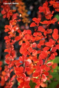 Berberis thunbergii