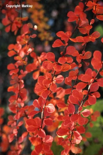 Berberis thunbergii