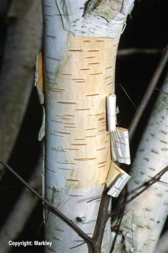 Betula utilis subsp. jacquemontii