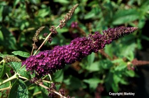 Buddleja davidii 'African Queen'
