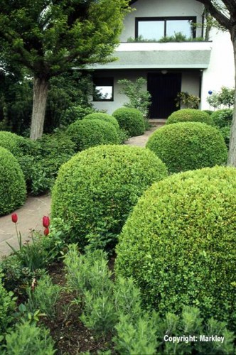 Buxus sempervirens var. arborescens
