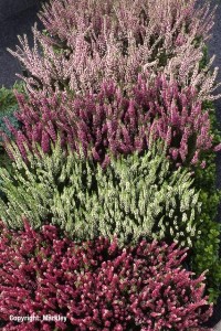 Calluna vulgaris in Sorten