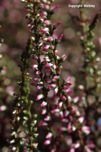 Calluna vulgaris 'Marlies'