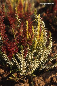 Calluna vulgaris Trio