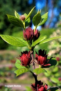 Calycanthus floridus