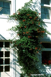 Campsis radicans