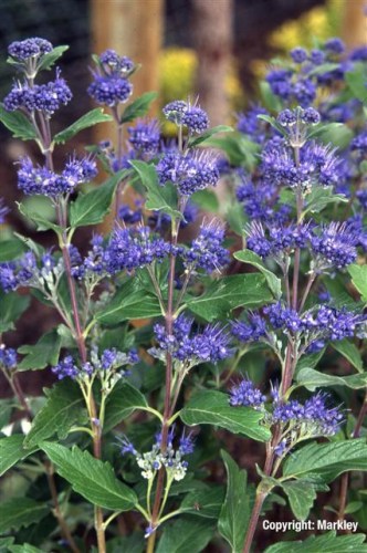 Caryopteris clandonensis 'Grand Bleu'